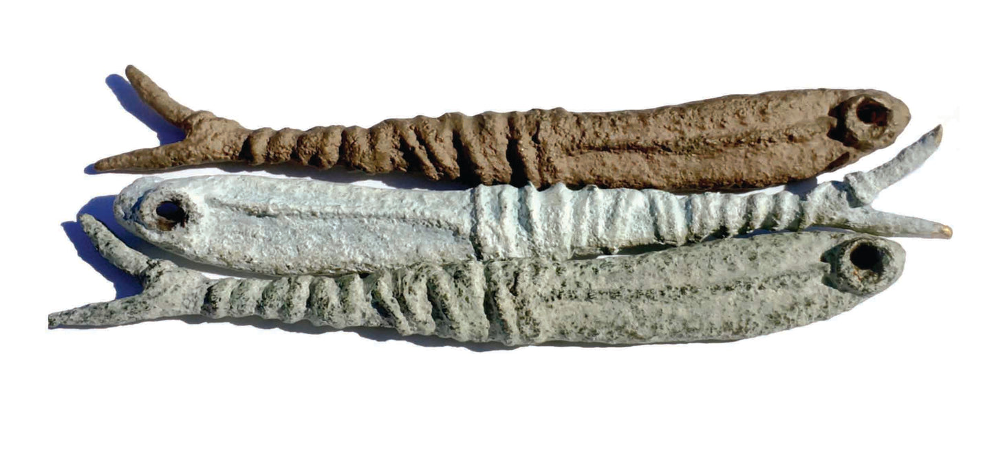 Sardina | Fish series