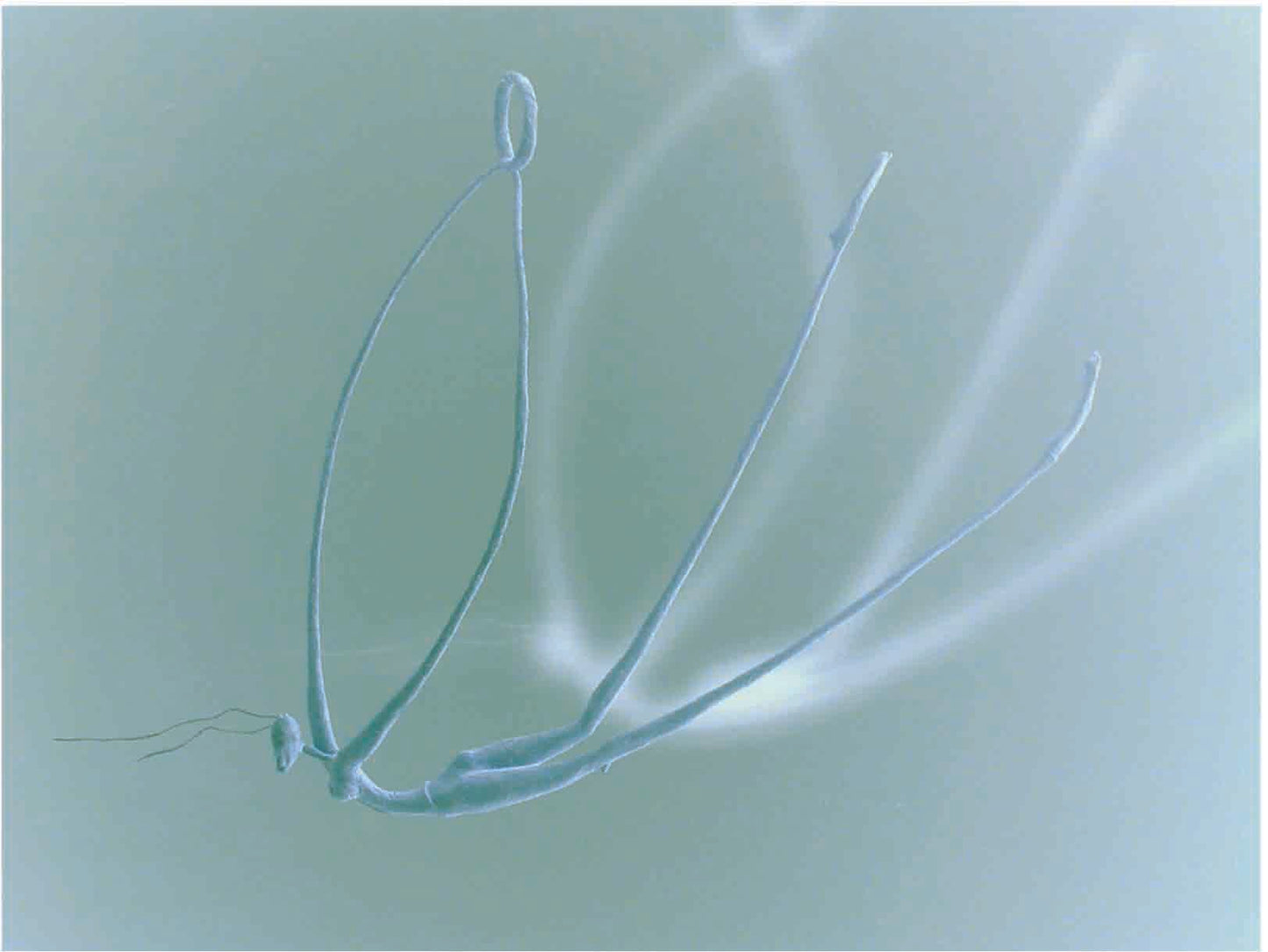 Trapeze Artist series