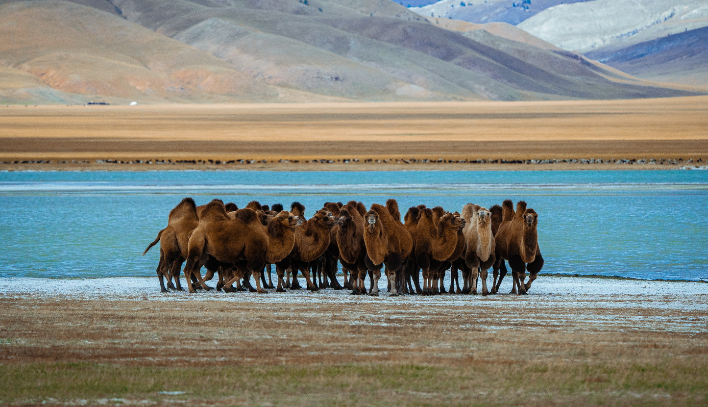 Mongolian Bactrian Camels