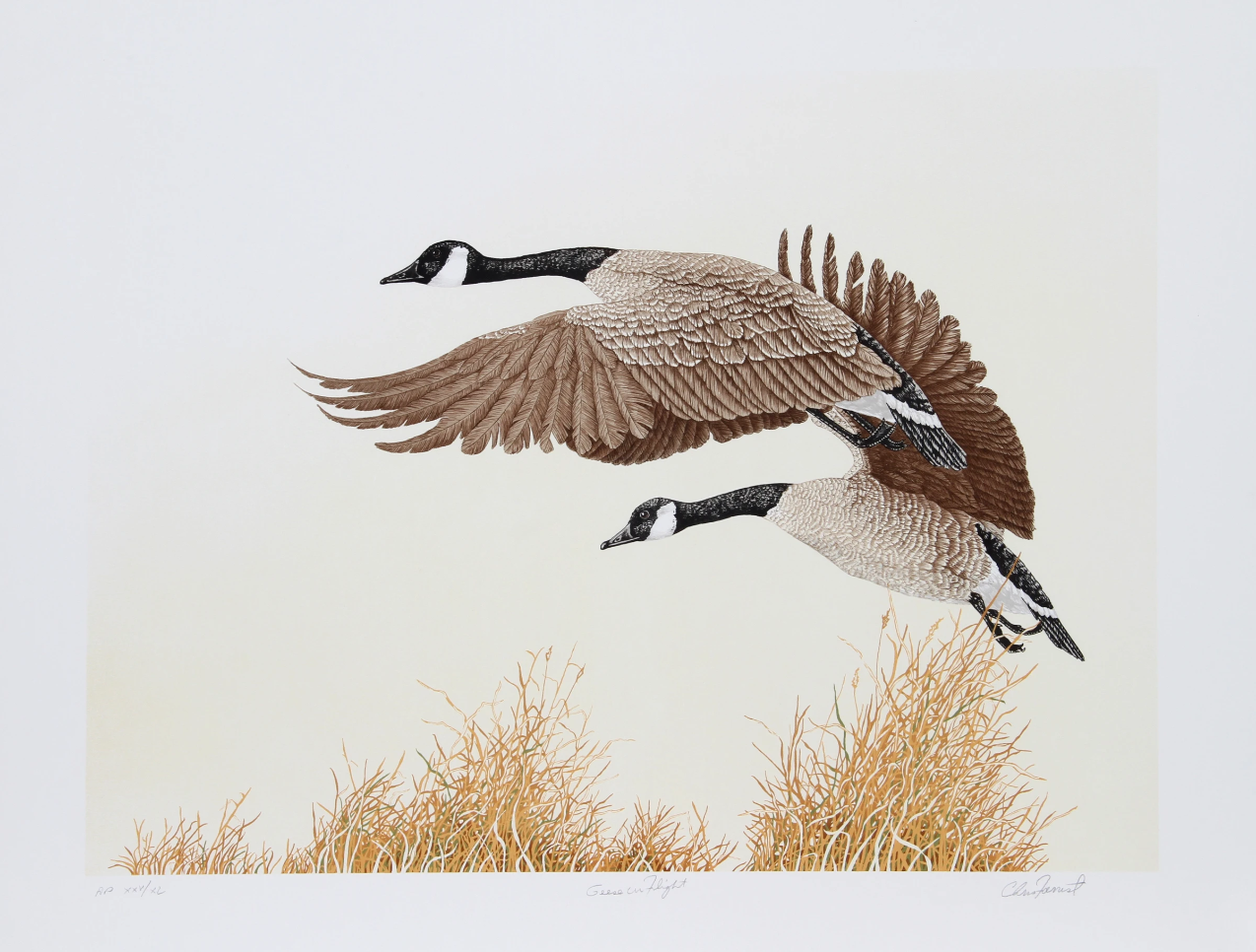Canada Geese in Flight