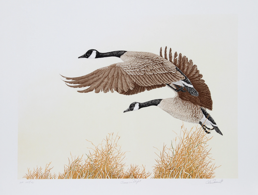 Canada Geese in Flight