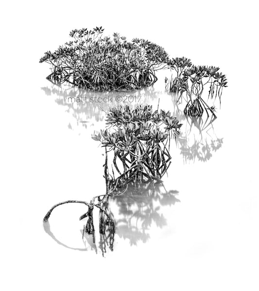 ZEN MANGROVE