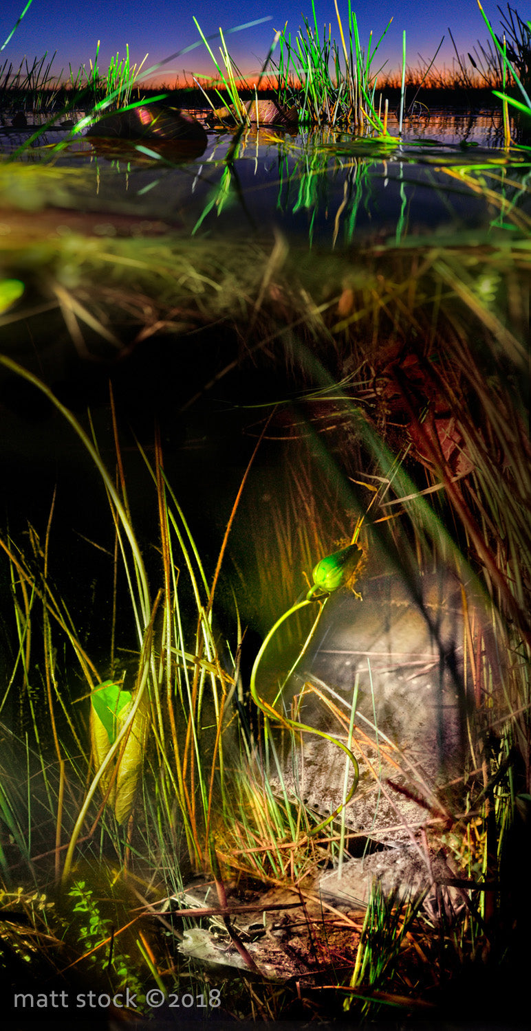 The other wing in the glades