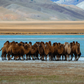 Mongolian Bactrian Camels